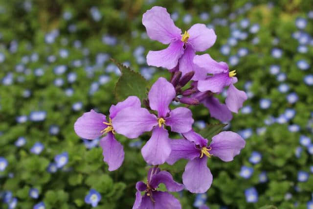 俗称诸葛菜,开紫色的小花,花期较长,能从春季开到初夏时节.