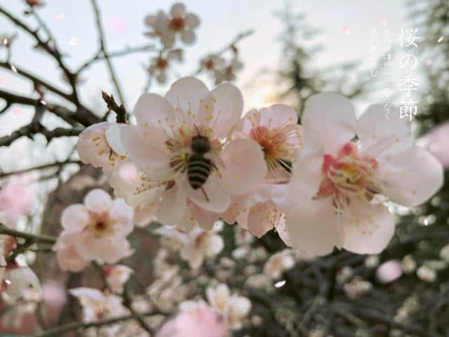 劝君莫惜金缕衣,劝君惜取少年时.有花堪折直须折,莫待无花空折枝.