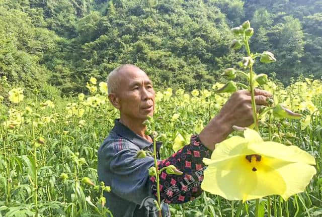 中平贵落村：小小黄蜀葵 开出致富花