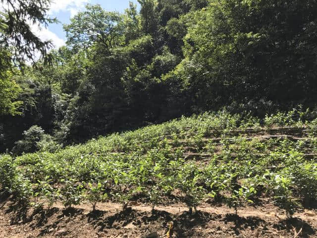 山涧小路，绿意盎然——黄山松谷庵至芙蓉岭游记