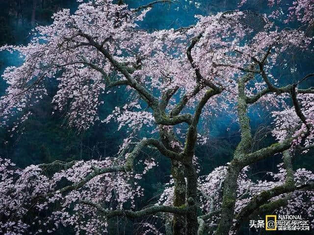 昨夜闲潭梦落花，可怜春半不还家