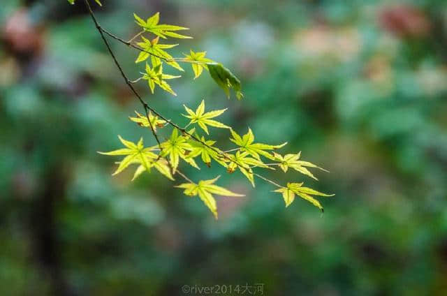 江南最美的秋色 南京栖霞山看红叶