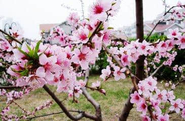 桃花 叹（新韵，七言律诗）