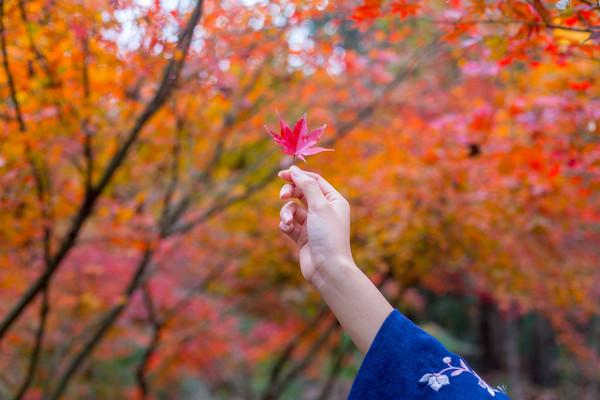 南京栖霞山最完整赏枫攻略，赶快收藏！