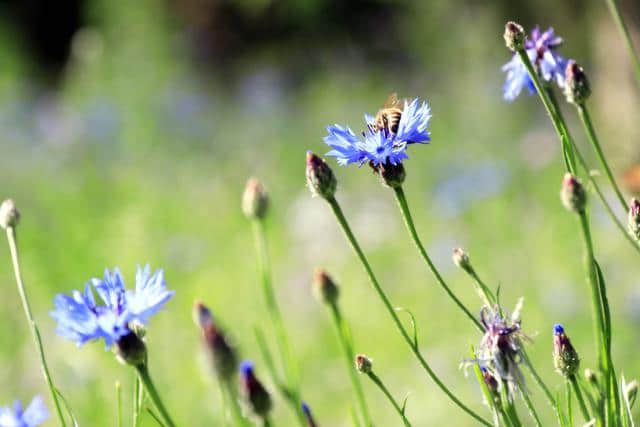 《昨夜闲潭梦落花,可怜春半不还家》夏花《静逝》