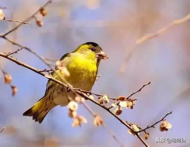 浅谈‘黄雀儿’