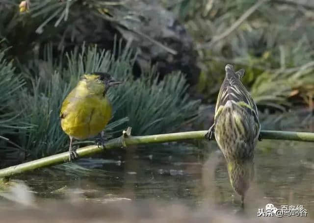 浅谈‘黄雀儿’