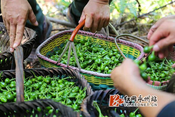 扶贫攻坚乡村行：“七姊妹”辣椒助力宁远瑶乡脱贫