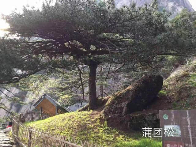 游记散文：黄山美景惹人醉