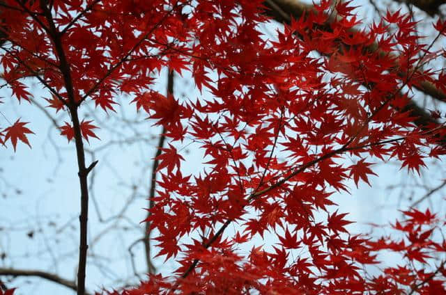 栖霞寺*有仙则灵