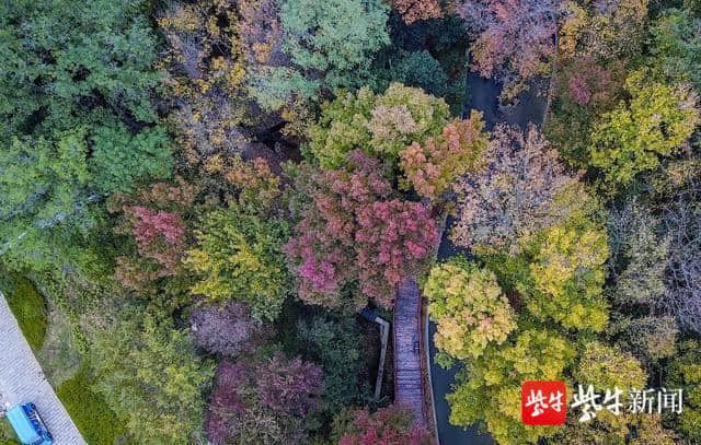 低温“洗礼”，栖霞山迎来最迷人秋景