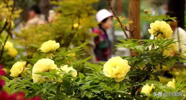 洛阳的海黄牡丹成片盛开，花色纯黄、浓香扑鼻……