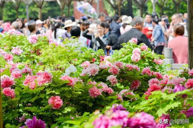 洛阳的海黄牡丹成片盛开，花色纯黄、浓香扑鼻……