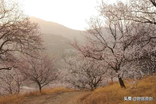 原创七言诗《香骑春色杏花发》