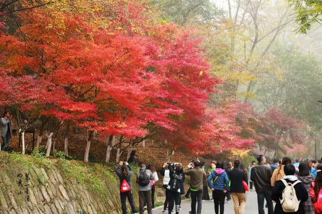 来了，今秋栖霞山赏枫攻略