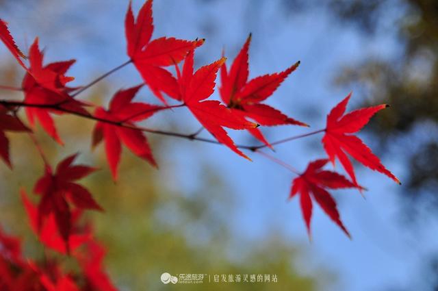 秋意江南，南京棲霞寺怎一个醉字了得