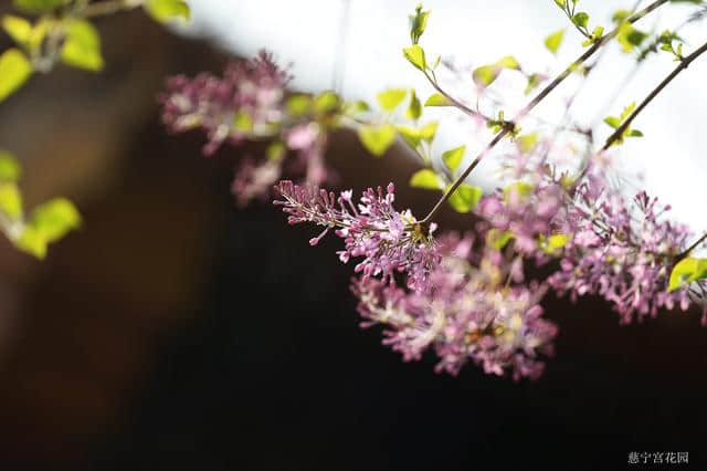 最是一年春好处，绝胜美景在故宫