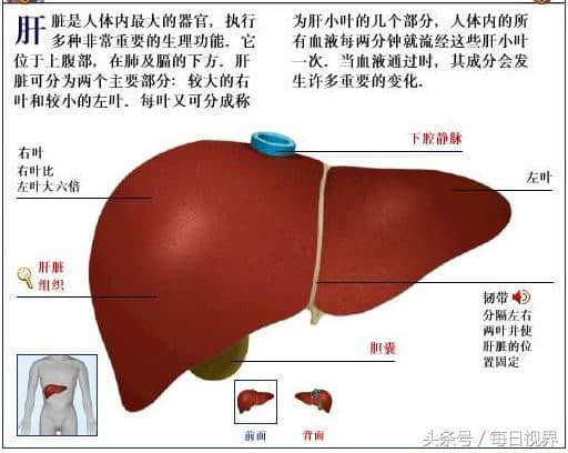 6大健康好处的黄芩作用概述？