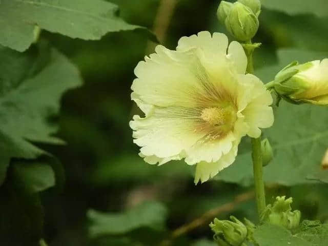 古诗中的蜀葵-梁尘寂寞燕归去 黄蜀葵花一朵开