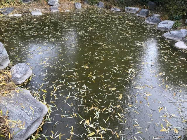 昨夜西风凋碧树，今日水面结成冰