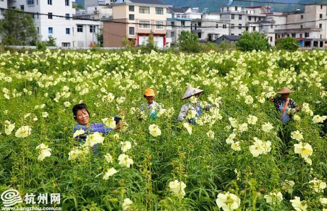 杭州千岛湖百亩黄蜀葵绽放“致富花”