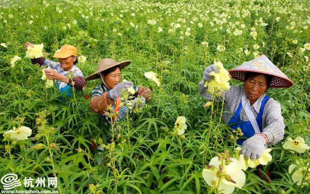 杭州千岛湖百亩黄蜀葵绽放“致富花”