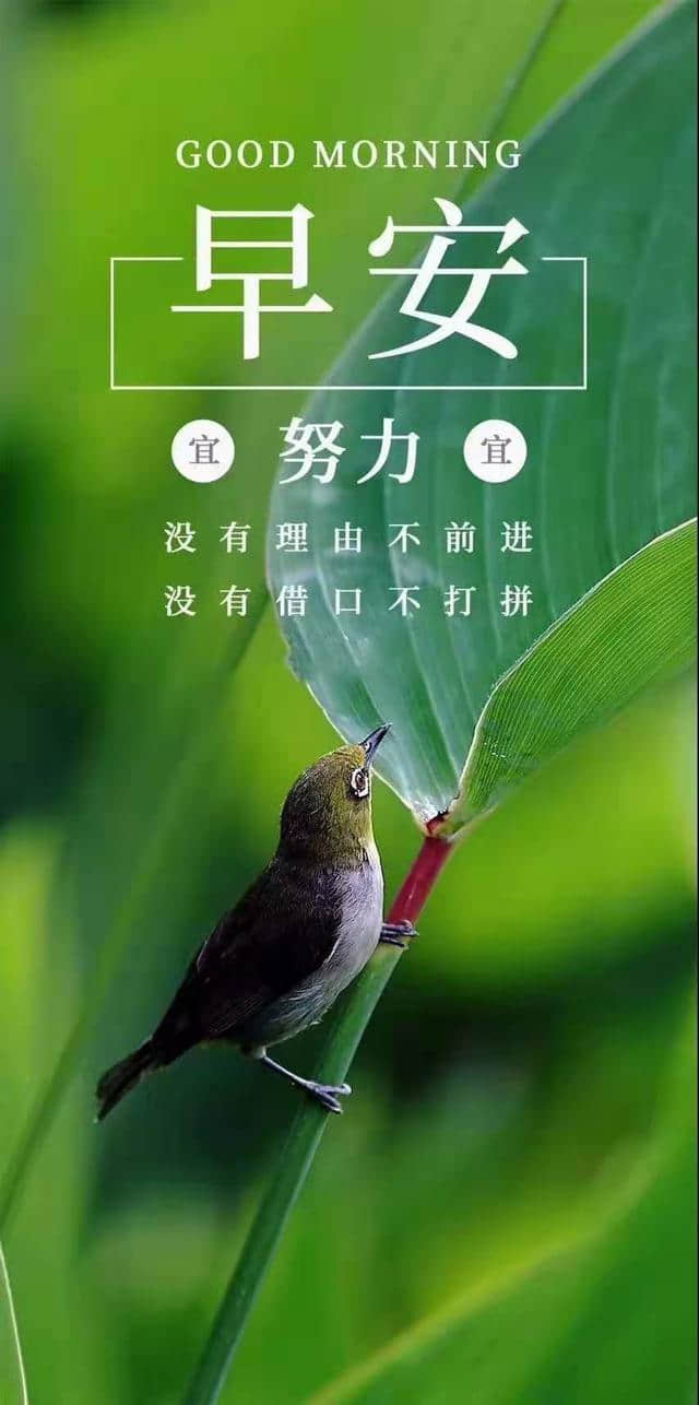 7月6日（如果你不努力，一年后的你还是原来的你）早安