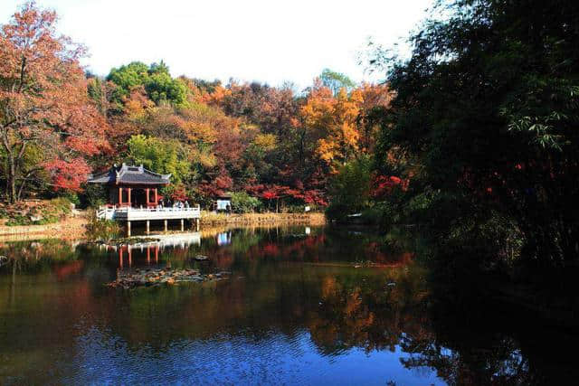 霜降之后，枫叶爆红，南京栖霞山已经美成了天堂