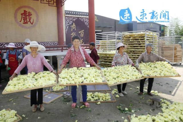 泗阳：黄蜀葵花采摘忙