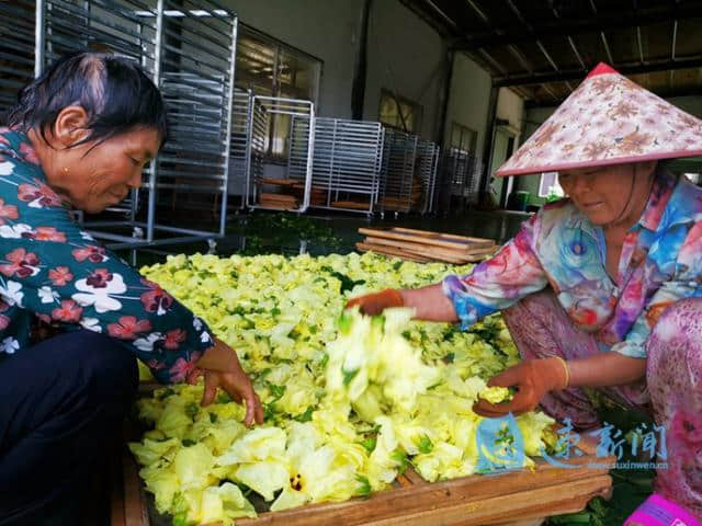 泗阳：黄蜀葵花采摘忙