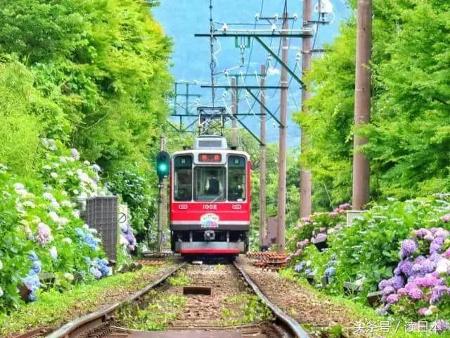 紫阳花开——日本最美的花其实并不是樱花