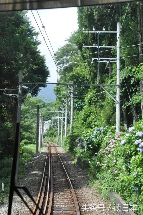 紫阳花开——日本最美的花其实并不是樱花