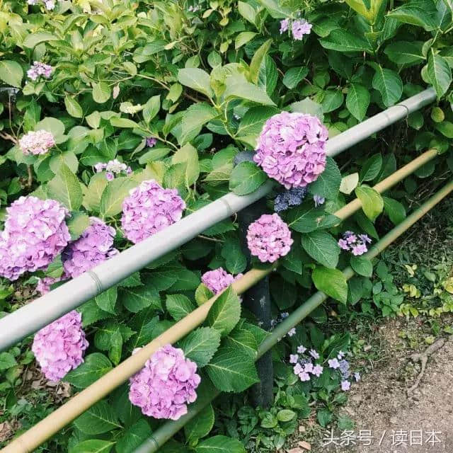 紫阳花开——日本最美的花其实并不是樱花