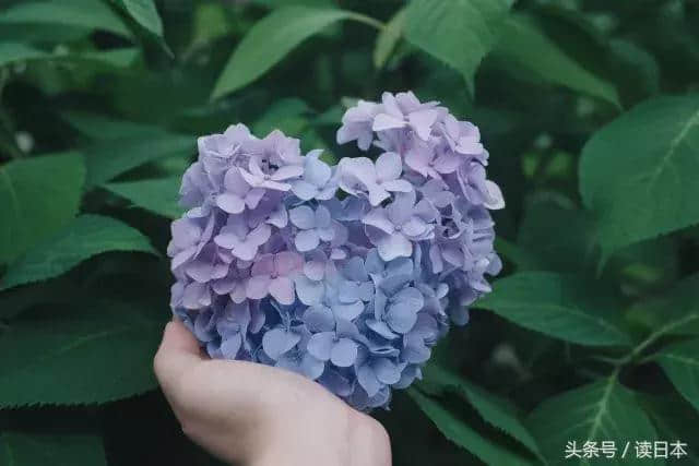 紫阳花开——日本最美的花其实并不是樱花