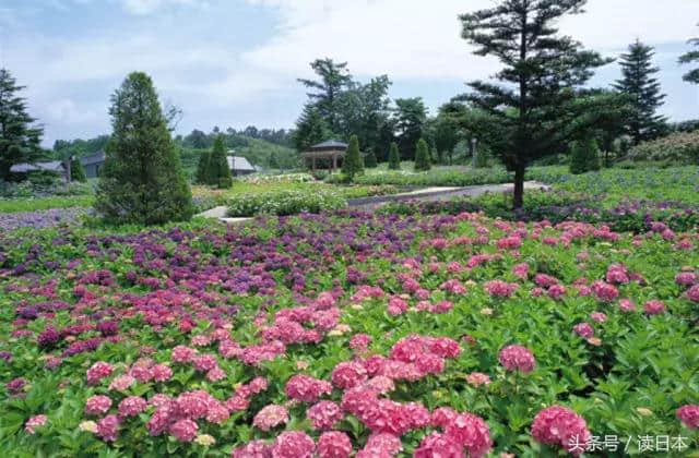 紫阳花开——日本最美的花其实并不是樱花