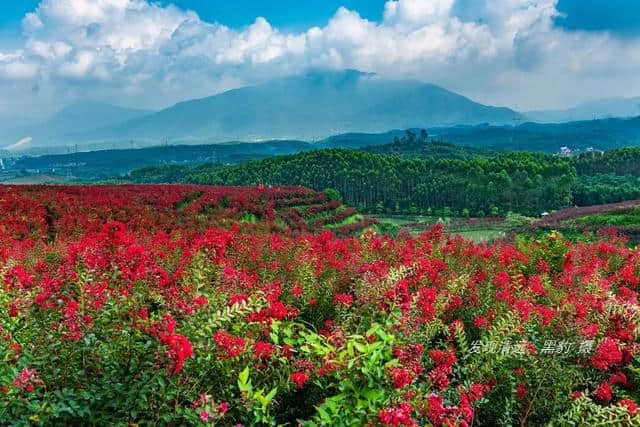 清远市郊10万株紫薇花正默默怒放，免费观赏，美女们都舍不得走