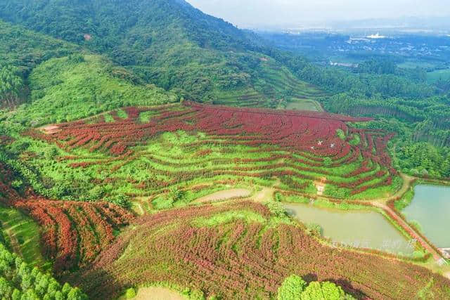 清远市郊10万株紫薇花正默默怒放，免费观赏，美女们都舍不得走