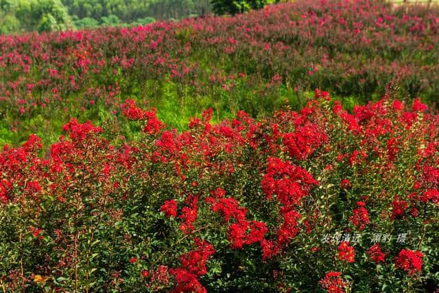 清远市郊10万株紫薇花正默默怒放，免费观赏，美女们都舍不得走