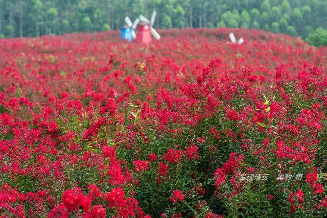 清远市郊10万株紫薇花正默默怒放，免费观赏，美女们都舍不得走