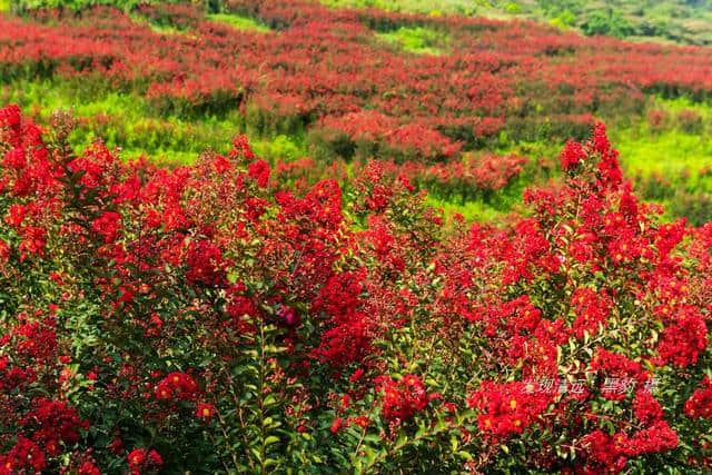 清远市郊10万株紫薇花正默默怒放，免费观赏，美女们都舍不得走