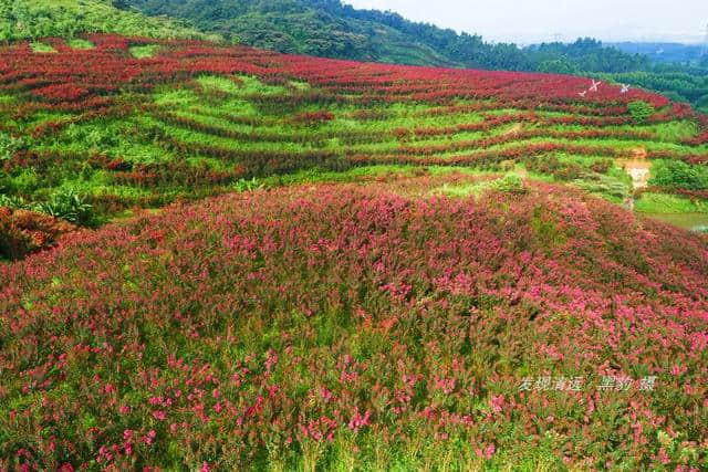 清远市郊10万株紫薇花正默默怒放，免费观赏，美女们都舍不得走