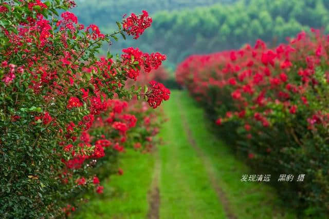 清远市郊10万株紫薇花正默默怒放，免费观赏，美女们都舍不得走