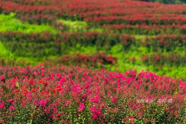 清远市郊10万株紫薇花正默默怒放，免费观赏，美女们都舍不得走