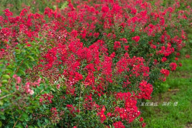 清远市郊10万株紫薇花正默默怒放，免费观赏，美女们都舍不得走