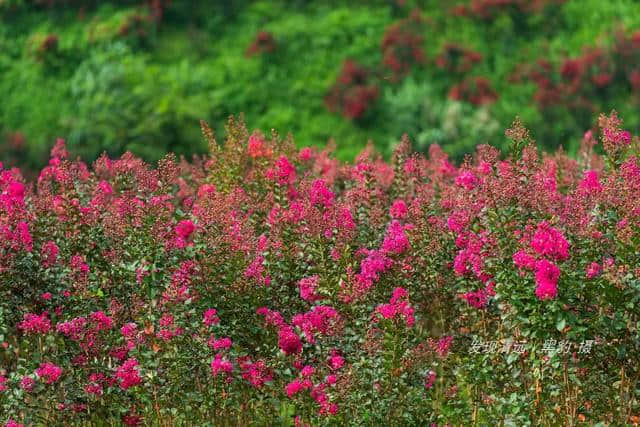 清远市郊10万株紫薇花正默默怒放，免费观赏，美女们都舍不得走