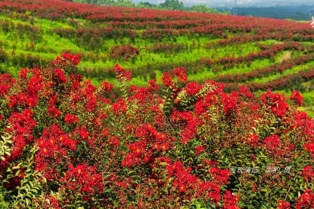 清远市郊10万株紫薇花正默默怒放，免费观赏，美女们都舍不得走