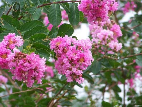 紫薇花真“打脸”，花开百日红，做好这几点花期可真长