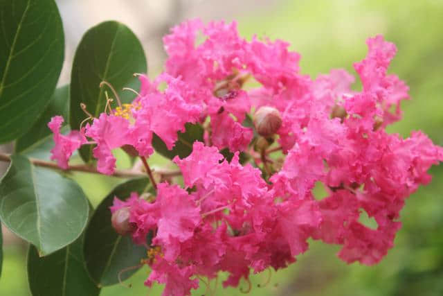 紫薇花真“打脸”，花开百日红，做好这几点花期可真长