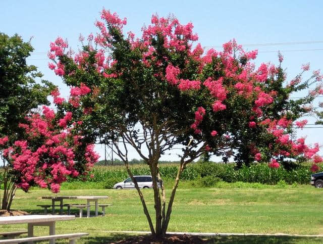 紫薇花真“打脸”，花开百日红，做好这几点花期可真长