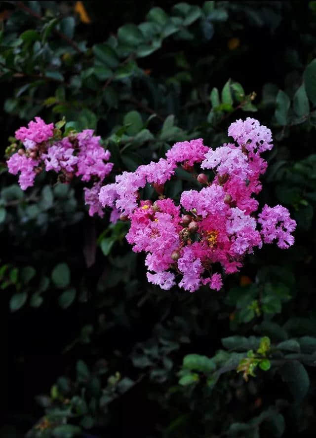 识花丨秋风渐起，紫薇未央